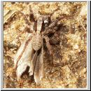 Xerolycosa miniata - Wolfsspinne w02 - Sandgrube Niedringhaussee.jpg